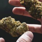 Семена конопли Mendocino Skunk от Paradise Seeds