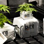 Соль наркотик и его последствия