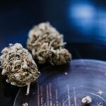 Семена конопли Florida OG feminised от DNA Genetics