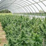 Преимущества и характеристики семян марихуаны из Голландии