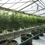 Проблема наркотических веществ и психотропных средств