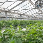 Конопляные семена и их применение в кулинарии и для здоровья