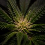 Урбеч из семян конопли полезные свойства и применение