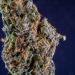 Спайсы и их распространение в Ижевске