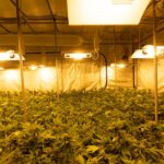 Покупка спайса в Курске и его правовой статус