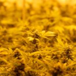 Сорт конопли Early Widow feminised от Advanced Seeds