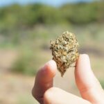 Характеристика и выращивание чуйской конопли