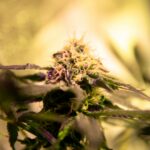 Семена конопли в Иркутске