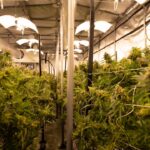 Купить семена марихуаны в России