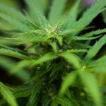 Наркотические средства и их описание