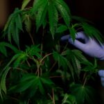 Наркотические средства в Самаре и Самарской области