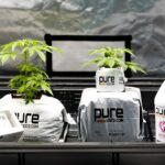 Купить марихуану в Кирове легально безопасно и недорого