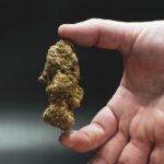 Конопля и ее применение в различных сферах жизни