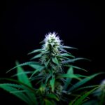 Купить семена конопли в России