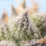 Сорт конопли Auto Big Bang feminised от Green House Seeds