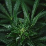 Кодеиновый сироп и его применение в современной медицине