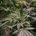 Сорт конопли Green Gelato феминизированный от Royal Queen Seeds