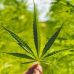 Цена и свойства анаши в Москве