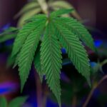 Семена конопли свойства и виды где купить и как выбрать качественные семена