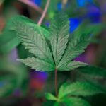 Приобретение спайса в Волгограде