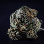 Купить семена конопли в Москве