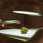 Купить семена конопли в Москве