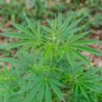 Метод проращивания семян марихуаны подробное руководство