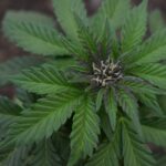 Купить коноплю в Ульяновске