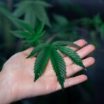 Покупка семян марихуаны и их свойства