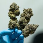 Свойства и преимущества органических семян конопли и их применение