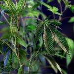 Сорт конопли Critical Kush feminised от Dinafem Seeds