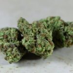 Сорт конопли Amnesika 2․0 feminised от Philosopher Seeds