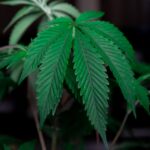 Покупка наркотиков онлайн и ее правовые аспекты